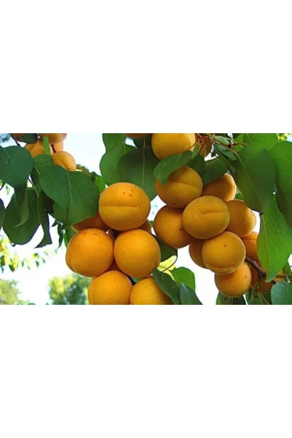 Абрикос Ананасный Цюрупинский | Абрикос Ананасовий Цюрупинський | Prunus armeniaca Ananasnyy Tsyurupynskyy